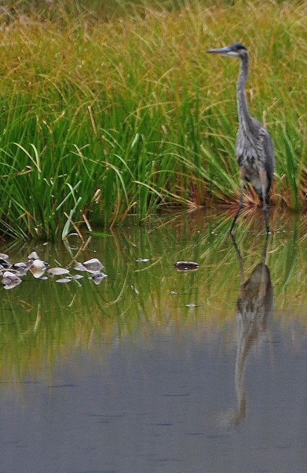 Coyote Valley Trail, a blue heron at water's edge